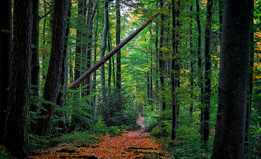 Enchanted Forest